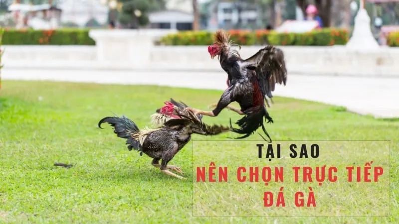 Hình thức đá gà trực tiếp c2 thu hút đông đảo sự theo dõi của người chơi