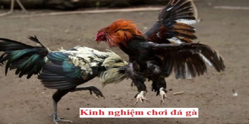 Luôn cập nhật tin tức, học hỏi kinh nghiệm nâng cao khả năng thắng cược