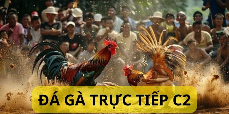 Theo dõi để cập nhật tình hình gà chiến cũng như mức vào kèo