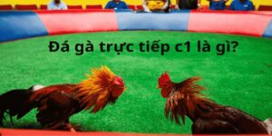 đá gà trực tiếp c1 tk88